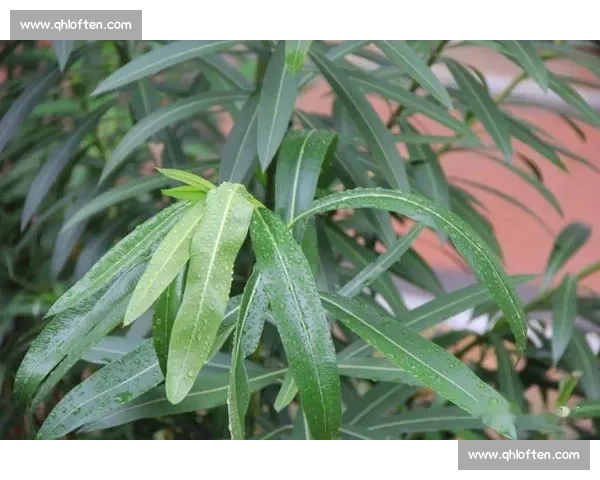 竹节草的生态特点与栽培管理技术探讨及其在园林绿化中的应用价值